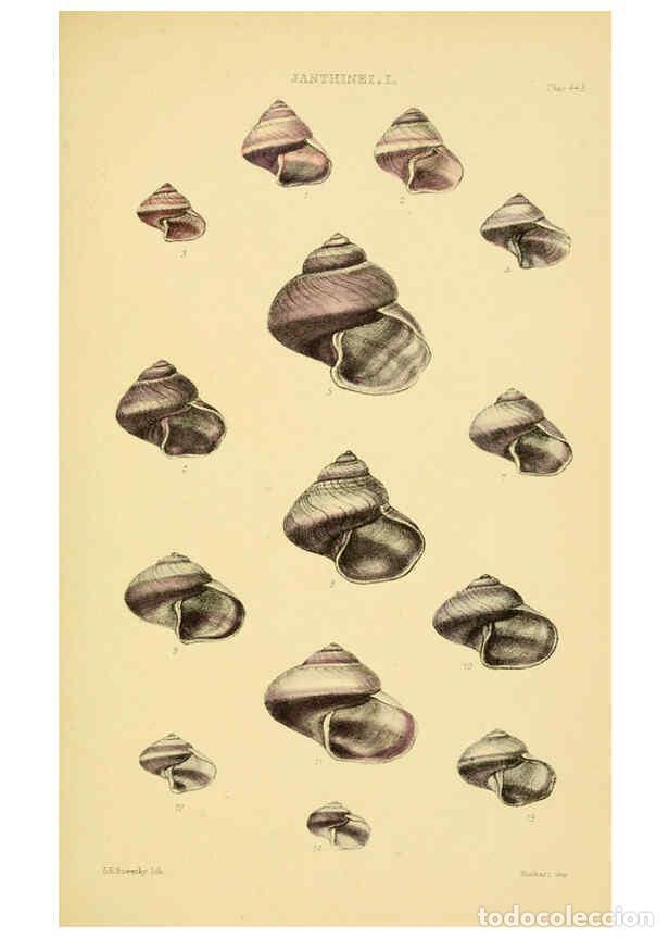 Colecionismo de Revistas e Jornais: Reproducci&oacute;n/Reproduction 6103392826: Thesaurus conchyliorum, or, Monographs of genera of shells v.5