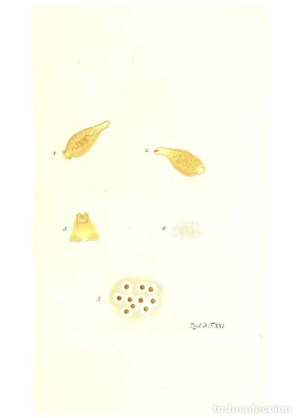 Colecionismo de Revistas e Jornais: Reproducci&oacute;n/Reproduction 7495488994: Zoologia danica, sev Animalivm Daniae et Norvegiae rariorvm ac