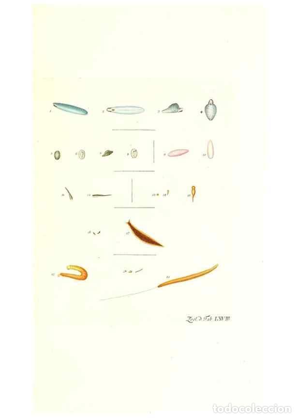 Colecionismo de Revistas e Jornais: Reproducci&oacute;n/Reproduction 7495552652: Zoologia danica, sev Animalivm Daniae et Norvegiae rariorvm ac