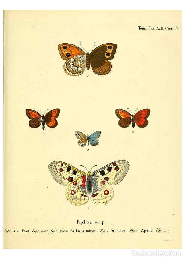 Colecionismo de Revistas e Jornais: Reproducci&oacute;n/Reproduction 6102781873: Die Schmetterlinge in Abbildungen nach der Natur. v.1 plates.