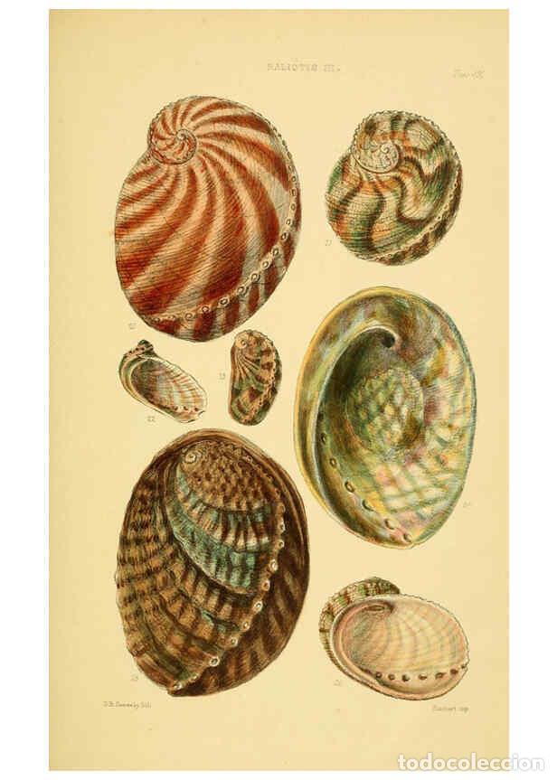 Colecionismo de Revistas e Jornais: Reproducci&oacute;n/Reproduction 6102843679: Thesaurus conchyliorum, or, Monographs of genera of shells v.5