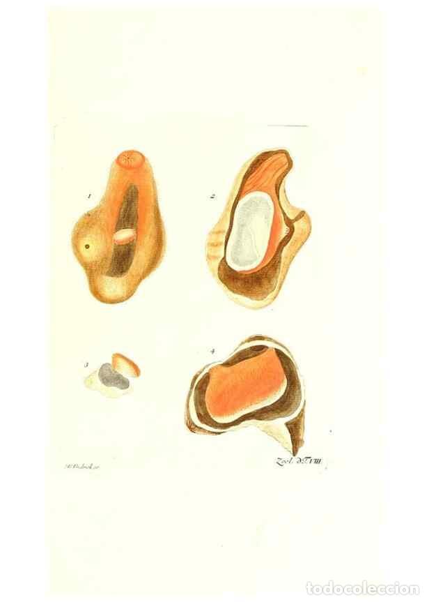 Colecionismo de Revistas e Jornais: Reproducci&oacute;n/Reproduction 7495472608: Zoologia danica, sev Animalivm Daniae et Norvegiae rariorvm ac