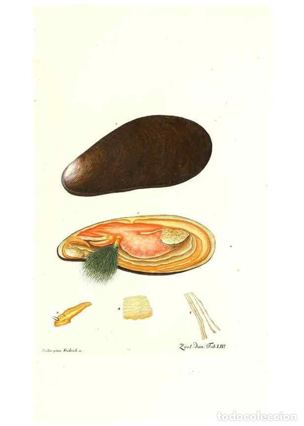 Colecionismo de Revistas e Jornais: Reproducci&oacute;n/Reproduction 7495533134: Zoologia danica, sev Animalivm Daniae et Norvegiae rariorvm ac