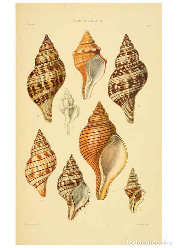 Colecionismo de Revistas e Jornais: Reproducci&oacute;n/Reproduction 6103388918: Thesaurus conchyliorum, or, Monographs of genera of shells v.5