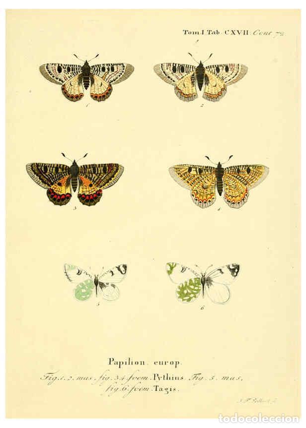 Colecionismo de Revistas e Jornais: Reproducci&oacute;n/Reproduction 6103329410: Die Schmetterlinge in Abbildungen nach der Natur. v.1 plates.