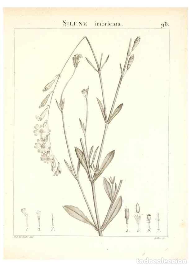 Colecionismo de Revistas e Jornais: Reproducci&oacute;n/Reproduction 7456014814: Flora Atlantica, sive, Historia plantarum quae in Atlante, agr