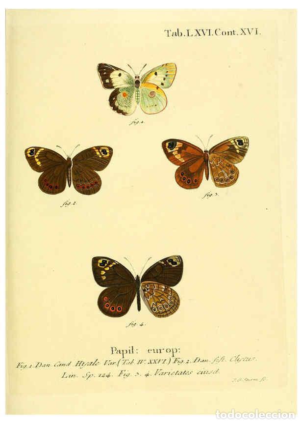 Colecionismo de Revistas e Jornais: Reproducci&oacute;n/Reproduction 6103313472: Die Schmetterlinge in Abbildungen nach der Natur. v.1 plates.
