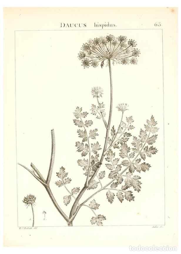 Colecionismo de Revistas e Jornais: Reproducci&oacute;n/Reproduction 7455979212: Flora Atlantica, sive, Historia plantarum quae in Atlante, agr