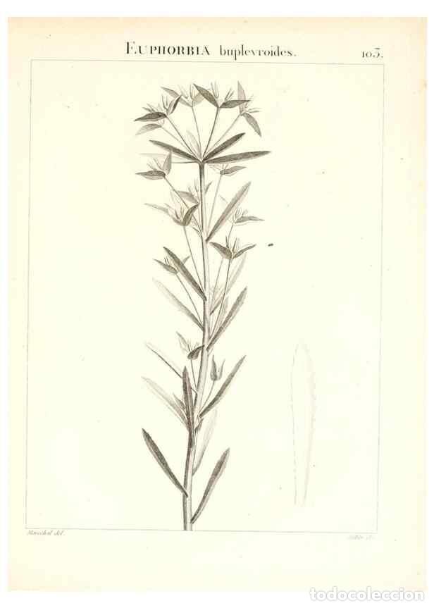 Colecionismo de Revistas e Jornais: Reproducci&oacute;n/Reproduction 7456019204: Flora Atlantica, sive, Historia plantarum quae in Atlante, agr