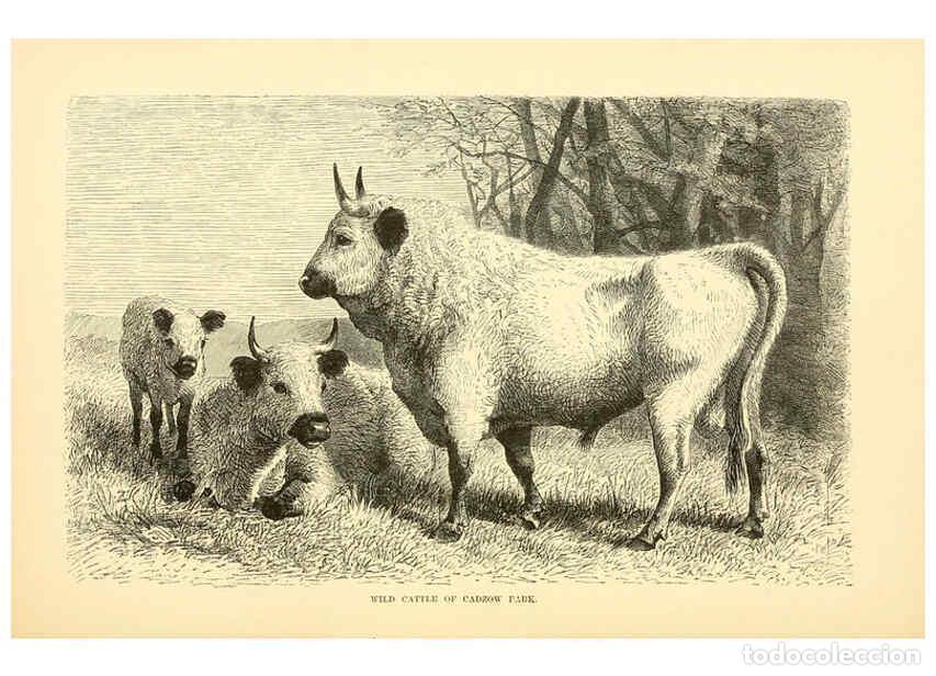 Colecionismo de Revistas e Jornais: Reproducci&oacute;n/Reproduction 6103907262: The royal natural history. v2. sect.3 London,F. Warne,1893-189