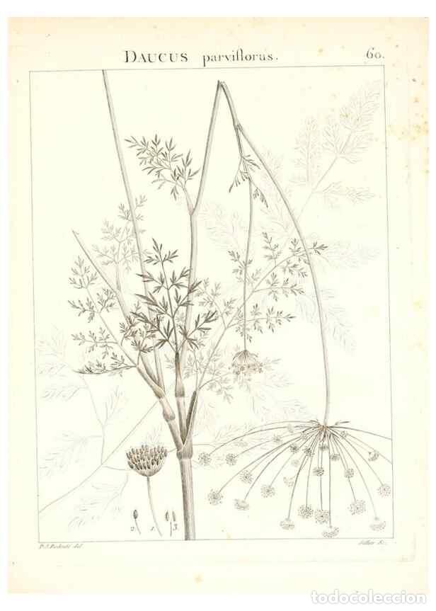 Colecionismo de Revistas e Jornais: Reproducci&oacute;n/Reproduction 7455976502: Flora Atlantica, sive, Historia plantarum quae in Atlante, agr