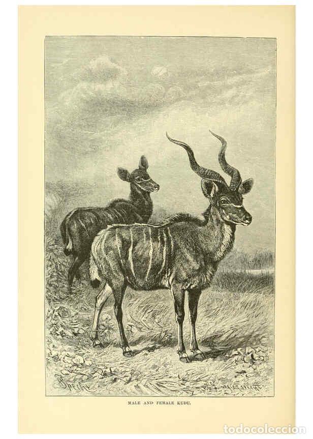 Colecionismo de Revistas e Jornais: Reproducci&oacute;n/Reproduction 6103361597: The royal natural history. v2. sect.3 London,F. Warne,1893-189