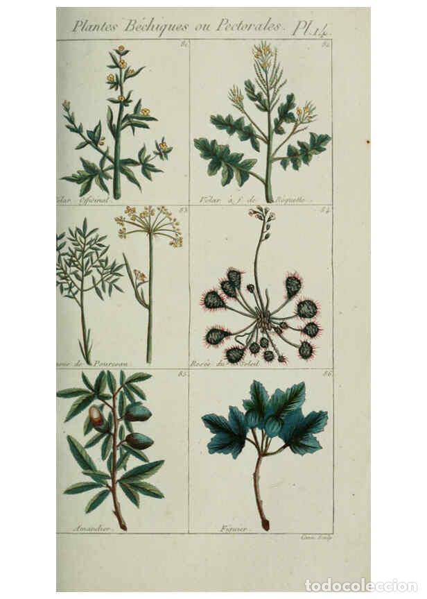 Colecionismo de Revistas e Jornais: Reproducci&oacute;n/Reproduction 6103989902: Plantes usuelles, indig&egrave;nes et exotiques Paris :Duprat-Duverge
