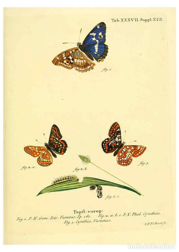 Colecionismo de Revistas e Jornais: Reproducci&oacute;n/Reproduction 6102758749: Die Schmetterlinge in Abbildungen nach der Natur. v.1 plates.