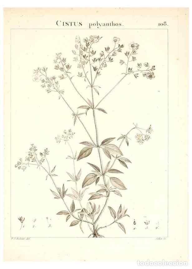 Colecionismo de Revistas e Jornais: Reproducci&oacute;n/Reproduction 7456023654: Flora Atlantica, sive, Historia plantarum quae in Atlante, agr
