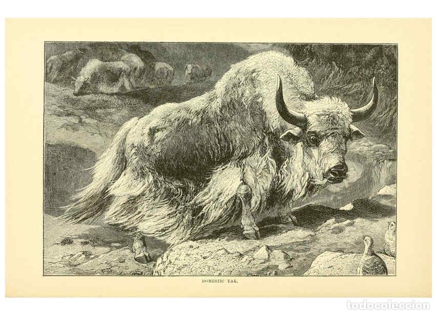 Colecionismo de Revistas e Jornais: Reproducci&oacute;n/Reproduction 6103907460: The royal natural history. v2. sect.3 London,F. Warne,1893-189