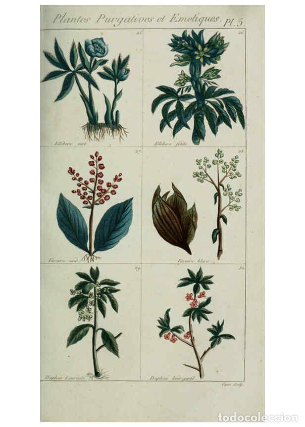 Colecionismo de Revistas e Jornais: Reproducci&oacute;n/Reproduction 6103987170: Plantes usuelles, indig&egrave;nes et exotiques Paris :Duprat-Duverge