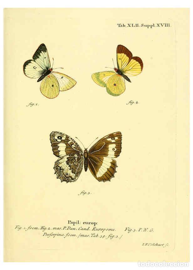 Colecionismo de Revistas e Jornais: Reproducci&oacute;n/Reproduction 6103306506: Die Schmetterlinge in Abbildungen nach der Natur. v.1 plates.