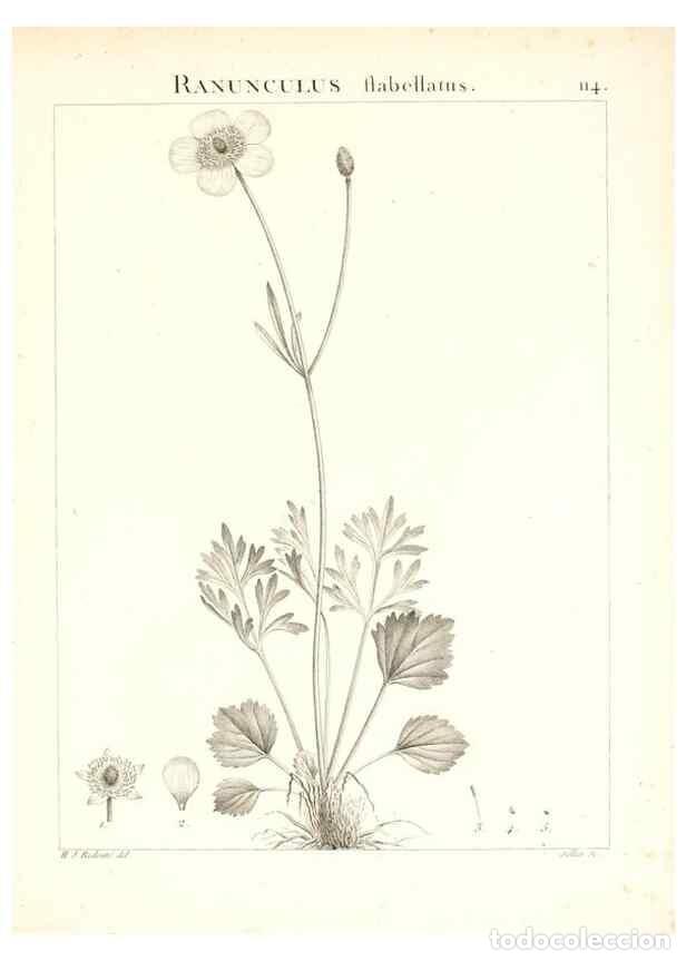 Colecionismo de Revistas e Jornais: Reproducci&oacute;n/Reproduction 7456028548: Flora Atlantica, sive, Historia plantarum quae in Atlante, agr