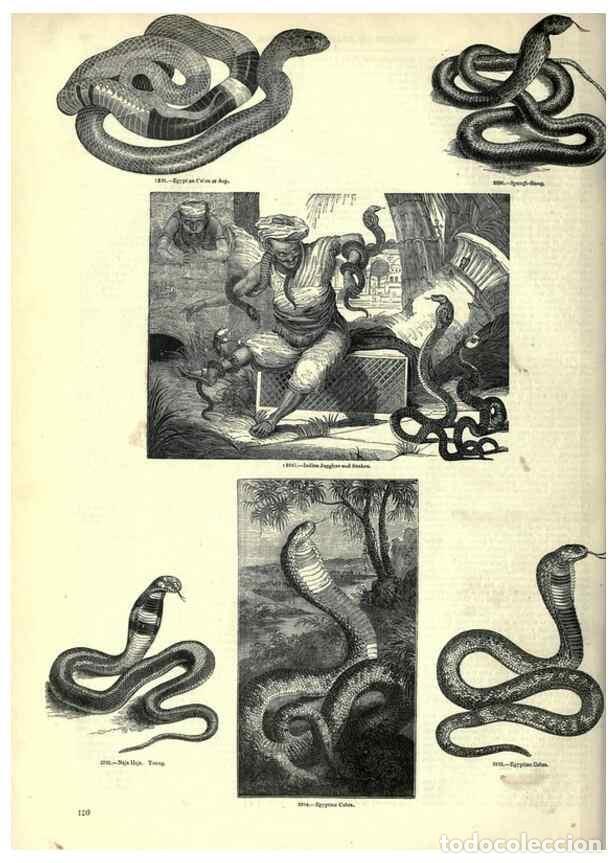 Colecionismo de Revistas e Jornais: Reproducci&oacute;n/Reproduction 7740027700: The pictorial museum of animated nature .... London :C. Cox,[1