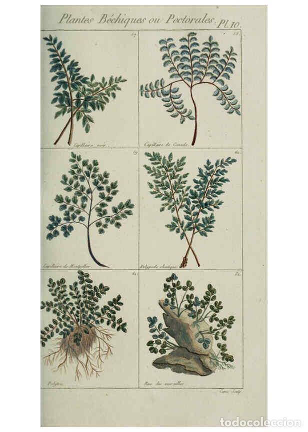 Colecionismo de Revistas e Jornais: Reproducci&oacute;n/Reproduction 6103441403: Plantes usuelles, indig&egrave;nes et exotiques Paris :Duprat-Duverge