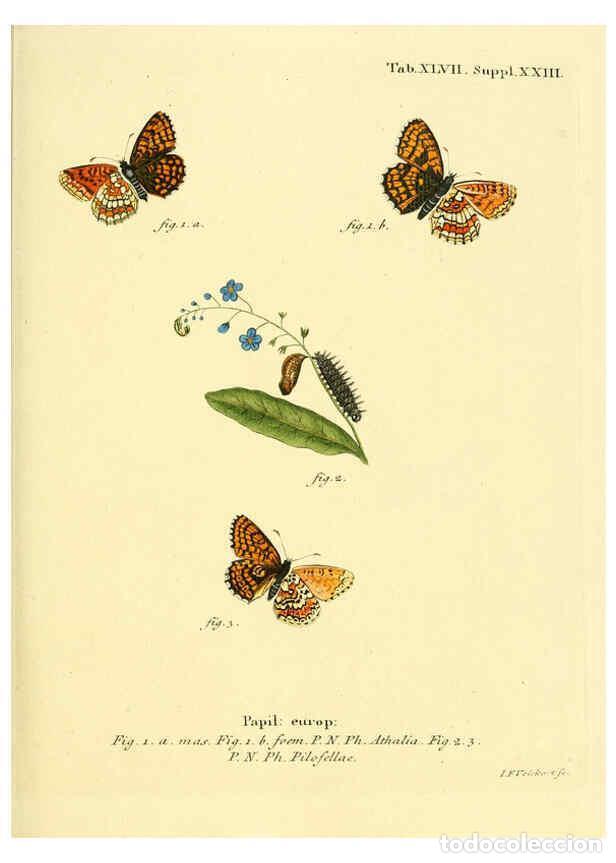 Colecionismo de Revistas e Jornais: Reproducci&oacute;n/Reproduction 6102761561: Die Schmetterlinge in Abbildungen nach der Natur. v.1 plates.