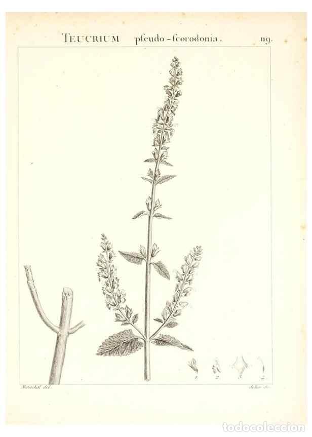 Colecionismo de Revistas e Jornais: Reproducci&oacute;n/Reproduction 7456032606: Flora Atlantica, sive, Historia plantarum quae in Atlante, agr