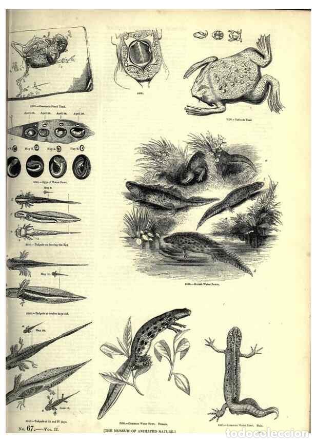 Colecionismo de Revistas e Jornais: Reproducci&oacute;n/Reproduction 7740033144: The pictorial museum of animated nature .... London :C. Cox,[1