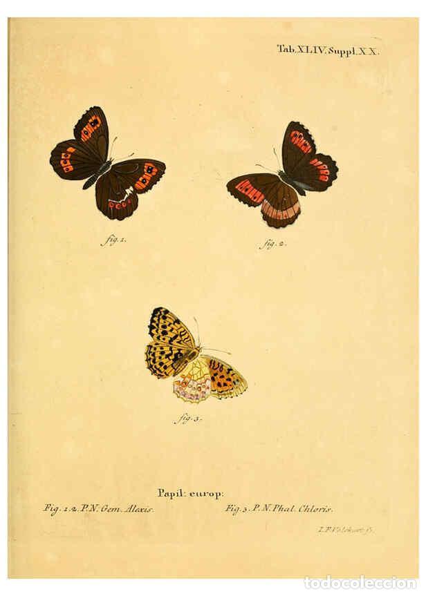 Colecionismo de Revistas e Jornais: Reproducci&oacute;n/Reproduction 6103307040: Die Schmetterlinge in Abbildungen nach der Natur. v.1 plates.