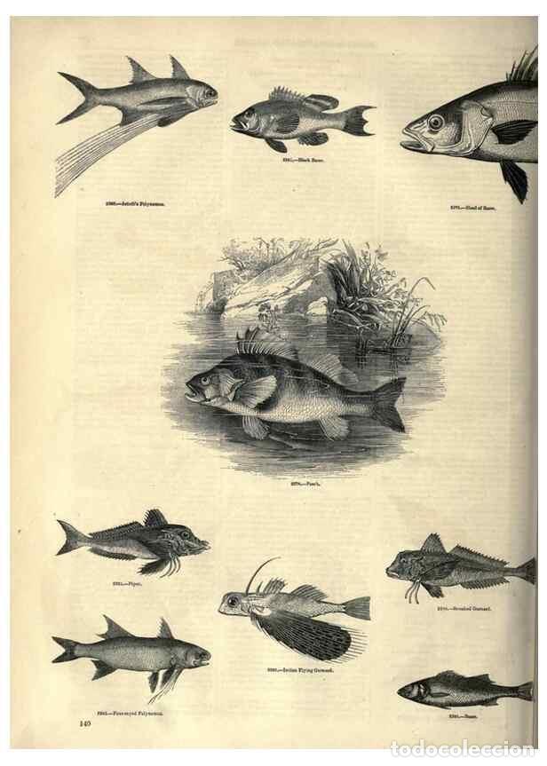 Colecionismo de Revistas e Jornais: Reproducci&oacute;n/Reproduction 7740037702: The pictorial museum of animated nature .... London :C. Cox,[1