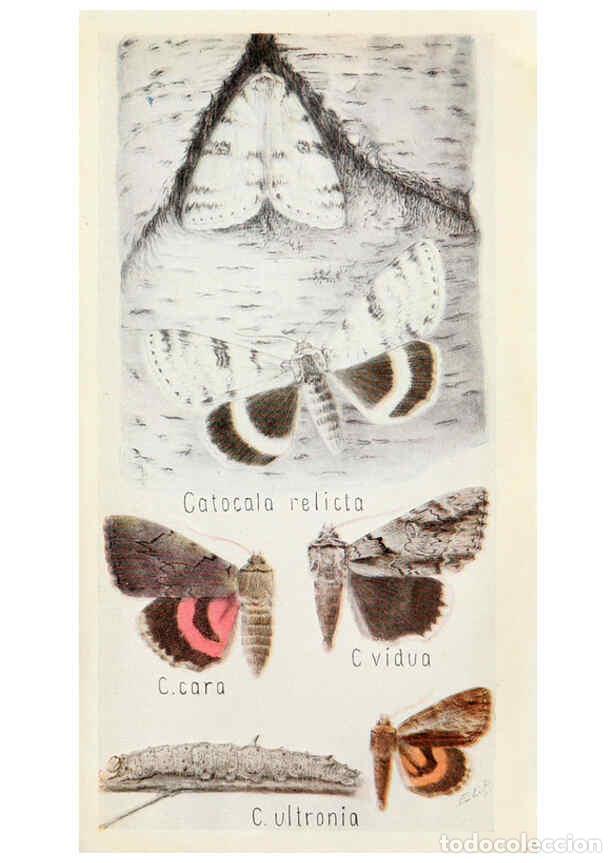 Collection Magazines and Newspapers: Reproducci&oacute;n/Reproduction 6244369462: Field book of insects New York,G.P. Putnam's sons,1918 - Frank