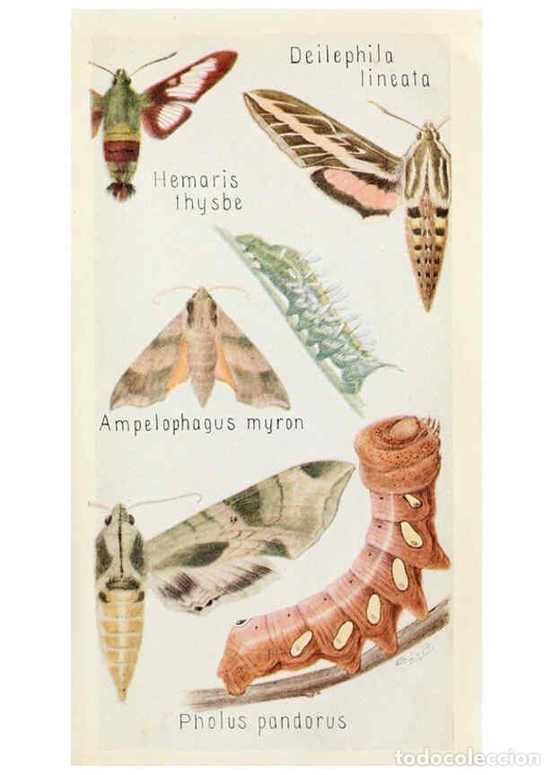 Coleccionismo de Revistas y Peri&oacute;dicos: Reproducci&oacute;n/Reproduction 6243850655: Field book of insects New York,G.P. Putnam's sons,1918 - Frank