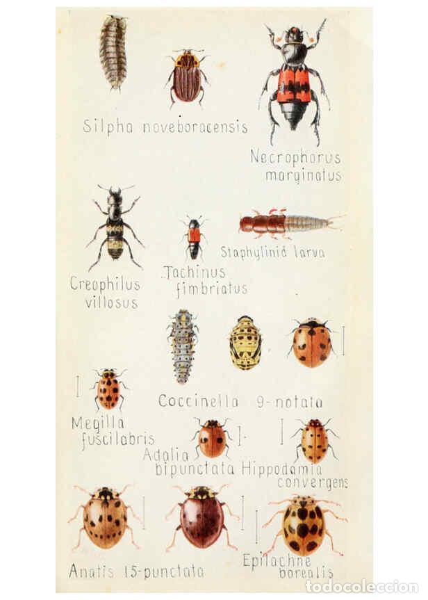 Collection Magazines and Newspapers: Reproducci&oacute;n/Reproduction 6244370848: Field book of insects New York,G.P. Putnam's sons,1918 - Frank