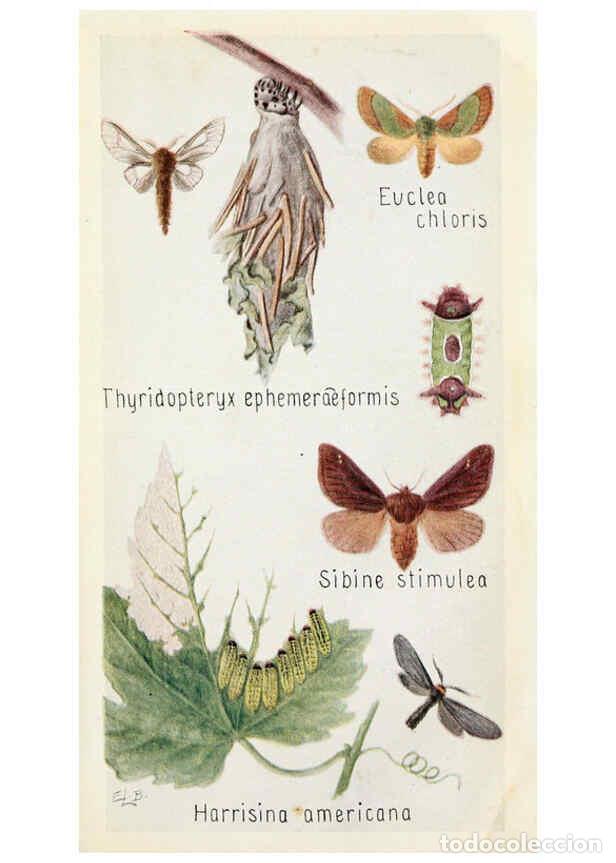 Sammeln von Zeitschriften und Zeitungen: Reproducci&oacute;n/Reproduction 6243851995: Field book of insects New York,G.P. Putnam's sons,1918 - Frank