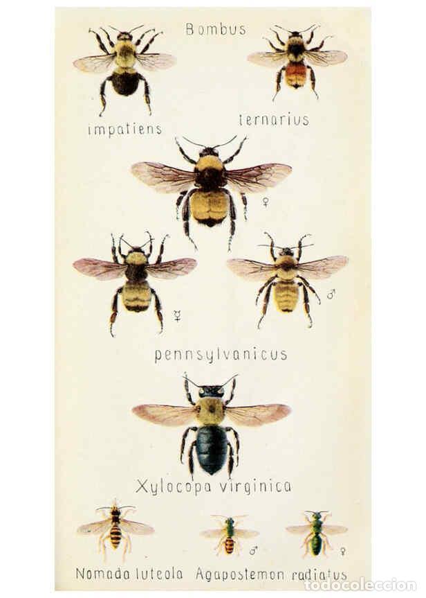 Collection Magazines and Newspapers: Reproducci&oacute;n/Reproduction 6244372156: Field book of insects New York,G.P. Putnam's sons,1918 - Frank