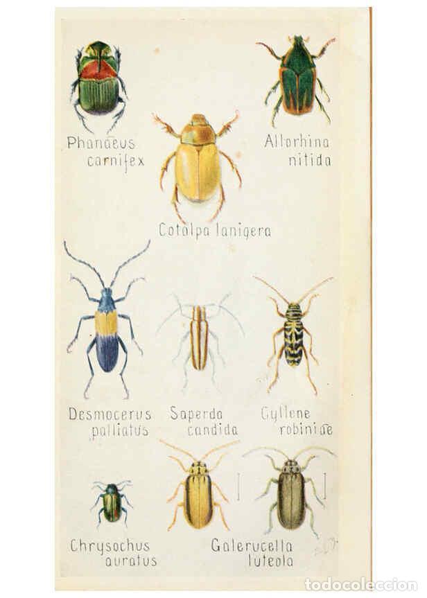 Collectionnisme de Revues et Journaux: Reproducci&oacute;n/Reproduction 6243853393: Field book of insects New York,G.P. Putnam's sons,1918 - Frank