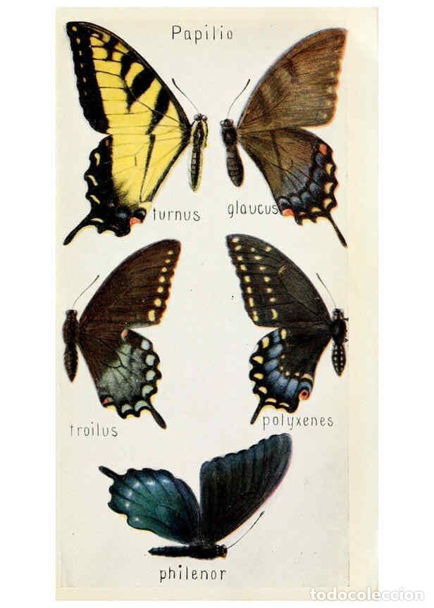 Sammeln von Zeitschriften und Zeitungen: Reproducci&oacute;n/Reproduction 6244368048: Field book of insects New York,G.P. Putnam's sons,1918 - Frank