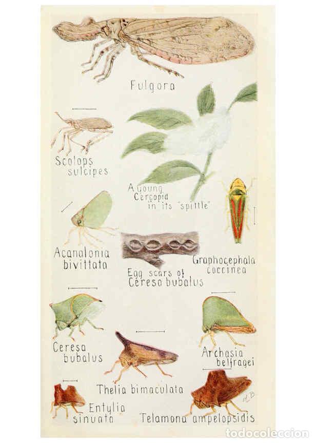 Collectionnisme de Revues et Journaux: Reproducci&oacute;n/Reproduction 6243849229: Field book of insects New York,G.P. Putnam's sons,1918 - Frank