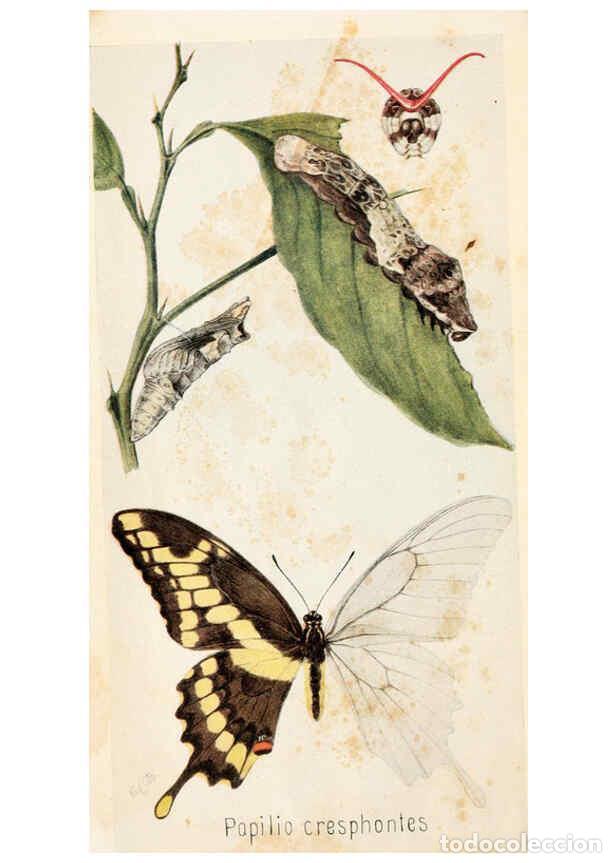 Collectionnisme de Revues et Journaux: Reproducci&oacute;n/Reproduction 6244365854: Field book of insects New York,G.P. Putnam's sons,1918 - Frank