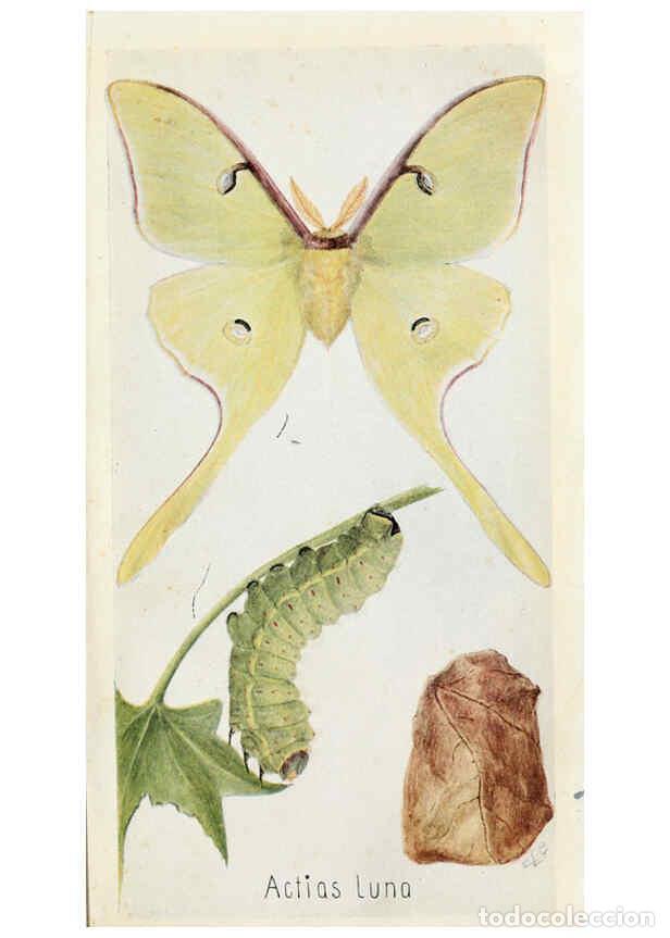 Collection Magazines and Newspapers: Reproducci&oacute;n/Reproduction 6244368714: Field book of insects New York,G.P. Putnam's sons,1918 - Frank