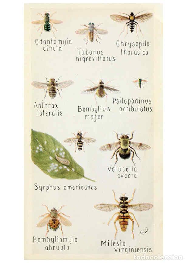 Collectionnisme de Revues et Journaux: Reproducci&oacute;n/Reproduction 6244369942: Field book of insects New York,G.P. Putnam's sons,1918 - Frank