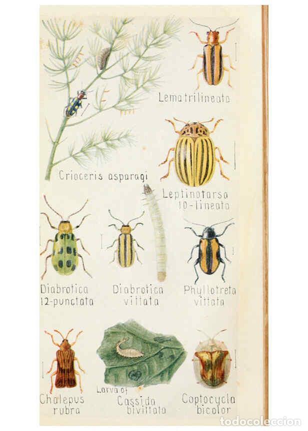 Collectionnisme de Revues et Journaux: Reproducci&oacute;n/Reproduction 6243853689: Field book of insects New York,G.P. Putnam's sons,1918 - Frank