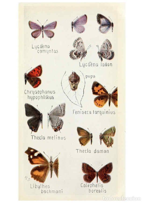 Sammeln von Zeitschriften und Zeitungen: Reproducci&oacute;n/Reproduction 6244367832: Field book of insects New York,G.P. Putnam's sons,1918 - Frank