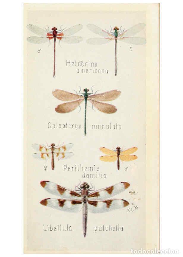 Colecionismo de Revistas e Jornais: Reproducci&oacute;n/Reproduction 6244366168: Field book of insects New York,G.P. Putnam's sons,1918 - Frank