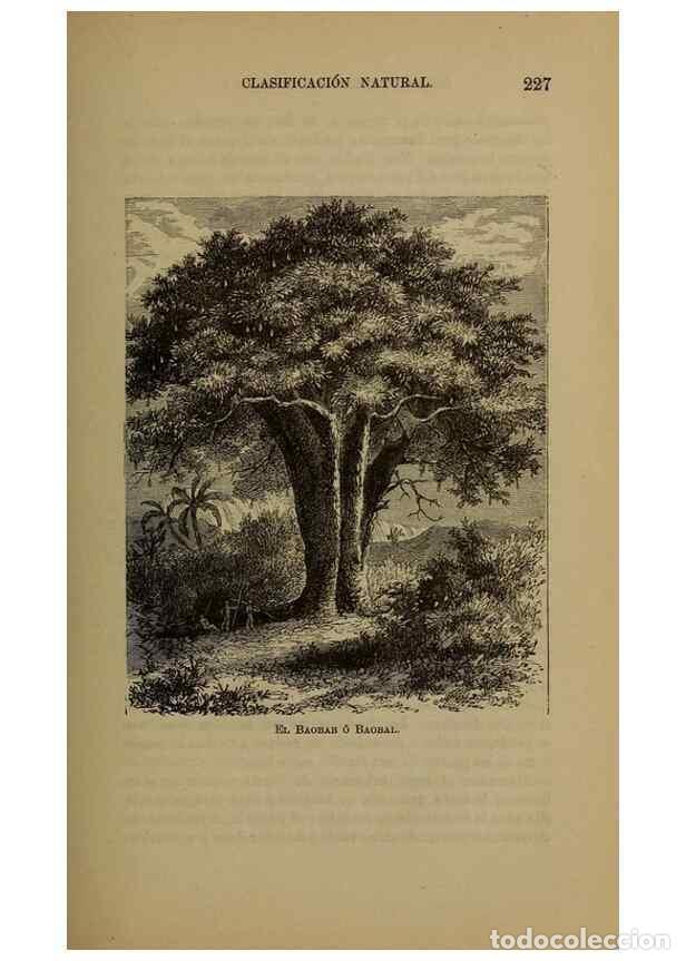 Collezionismo di Riviste e Giornali: Reproducci&oacute;n/Reproduction 7637183142: Libro primero de bot&aacute;nica (Reino vegetal). Nueva York,D. Apple