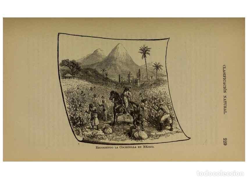 Collezionismo di Riviste e Giornali: Reproducci&oacute;n/Reproduction 7637184688: Libro primero de bot&aacute;nica (Reino vegetal). Nueva York,D. Apple