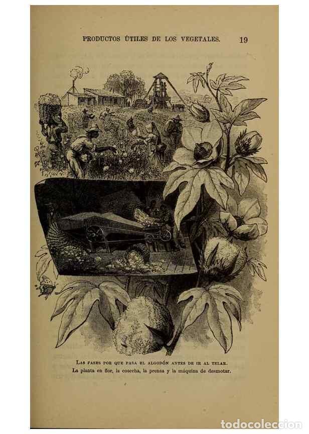 Collezionismo di Riviste e Giornali: Reproducci&oacute;n/Reproduction 7637176806: Libro primero de bot&aacute;nica (Reino vegetal). Nueva York,D. Apple
