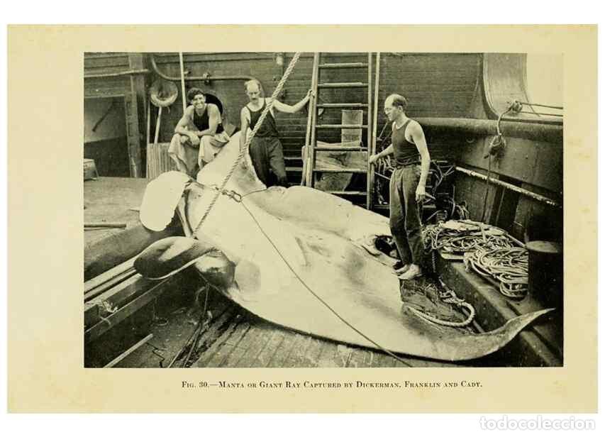 Sammeln von Zeitschriften und Zeitungen: Reproducci&oacute;n/Reproduction 7698608792: The Arcturus adventure :. New York :Putnam,1926. - Beebe, Will