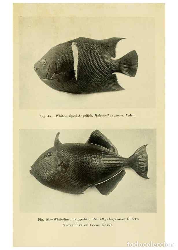 Collection Magazines and Newspapers: Reproducci&oacute;n/Reproduction 7698630472: The Arcturus adventure :. New York :Putnam,1926. - Beebe, Will