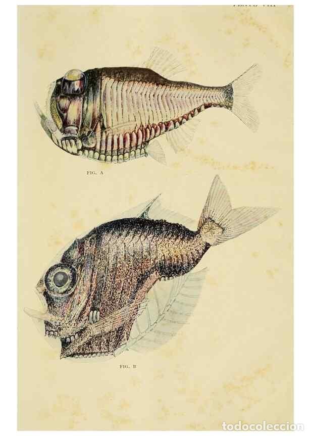 Sammeln von Zeitschriften und Zeitungen: Reproducci&oacute;n/Reproduction 7698572092: The Arcturus adventure :. New York :Putnam,1926. - Beebe, Will